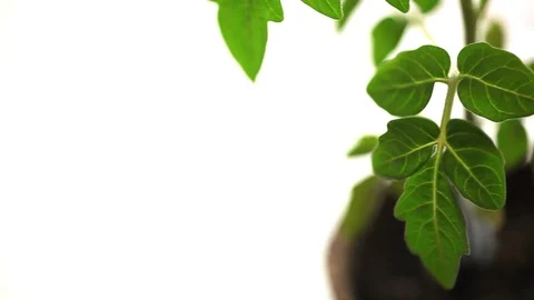 Small Pretty Seedling of Tomato Stock Footage 88920528