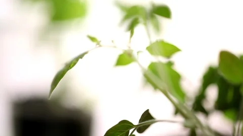 Small Pretty Seedling of Tomato Stock Footage 88920799