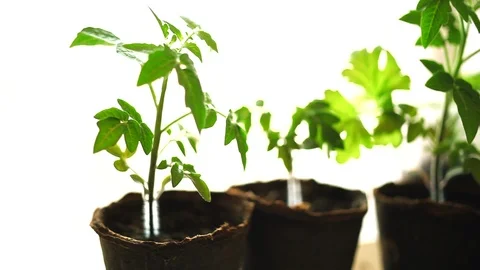 Small Pretty Seedling of Tomato Stock Footage 88921256