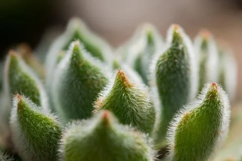 Small Prickly Cactus Foto stock