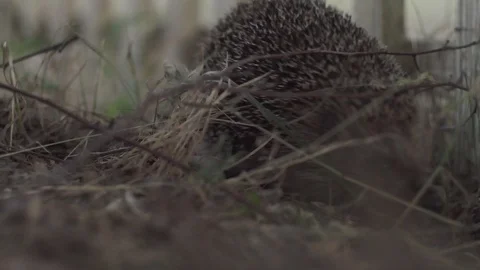 Small prickly hedgehog of evening time Video stock 92339136