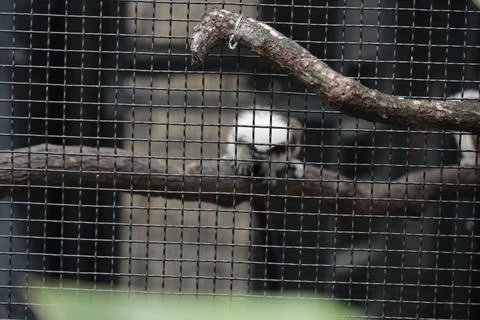 Small primate behind wire mesh enclosure on wooden perch Stock Photos