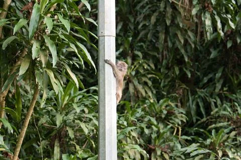 Small primate grips vertical pole amidst dense green foliage Stock Photos