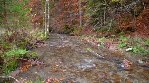 Small pristine stream flows in the woods Stock-Footage 143158829