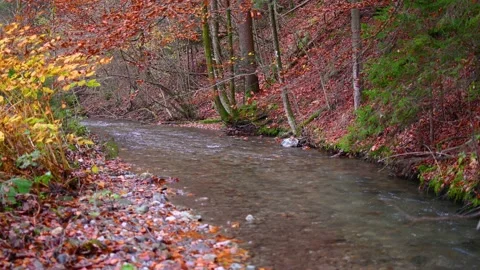 Small pristine stream flows in the woods Stock Footage 143158913