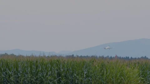 Small private airplane landing behind green corn field Stock Footage 167428018