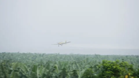 Small Private Plane Flying Over Banana Trees Forest Stock Footage 261965461