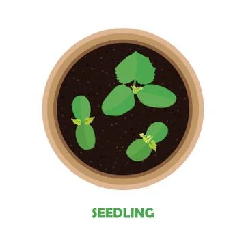 A small process of cucumber. Seedlings in a pot. Vector illustration Stock Illustration