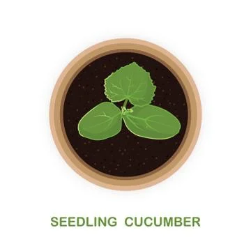 A small process of cucumber. Seedlings in a pot. Vector illustration Stock Illustration