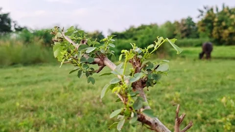 Small Pruned Shrub Limb Over Green Meadow Field Stock Footage 346534155