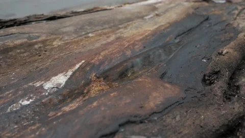 Small puddle on a fallen tree in the forest Video stock 132658900