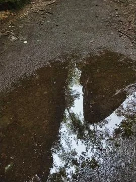 A small puddle on a forest path reflects the surrounding trees Stock Photos