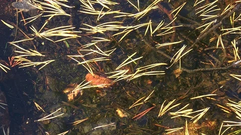 In a small puddle the needles of pine and fir are swaying slightly. Stock Footage 111743416