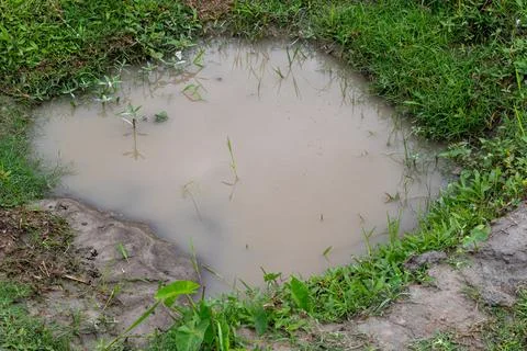 A small puddle of water surrounded by grass and mud in a natural outdoor setting Stock-Fotos