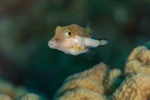 Small puffer fish Stock Photos