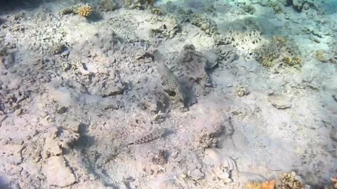 Small Pufferfish Moving Coral While Foraging – Red Sea, Egypt Stock Footage 340251543