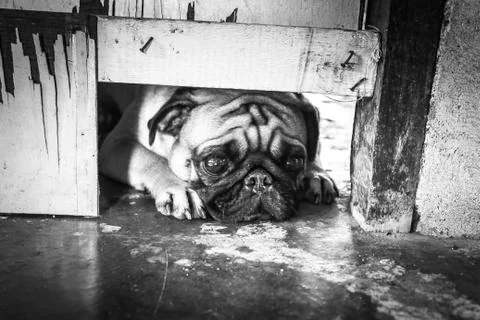 Small pug Stock Photos