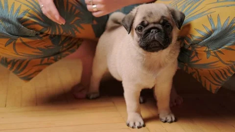 Small pug puppy Video stock 148044848