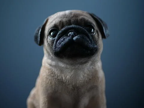 Small Pug Statue Stock Photos