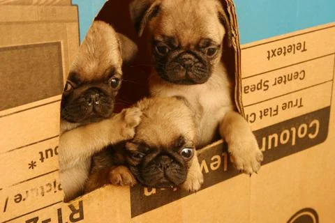 Small pugs Stock Photos