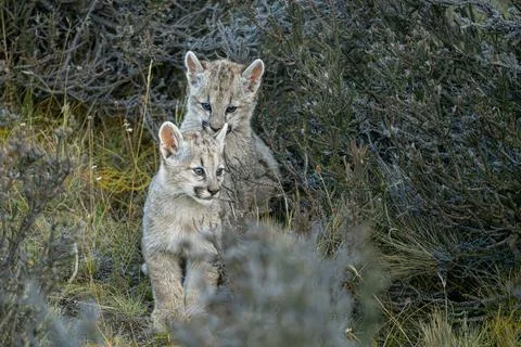 Small puma cubs checking their surroundings Stock Photos