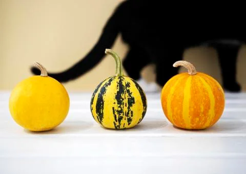 Small pumpkin with black cat on backround, Copyspace, Halloween concept Stock Photos