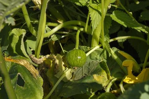 Small pumpkin on a branch Stock Photos