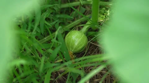 Small pumpkin Stock Footage 277522797