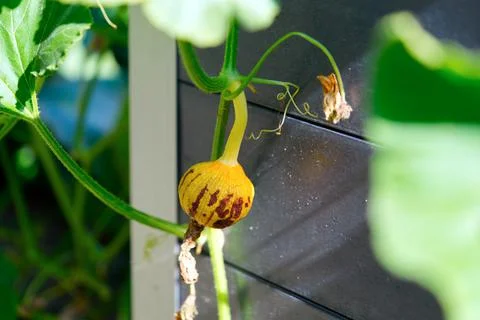 Small pumpkin growing on a pumpkin patch in a village Stock Photos