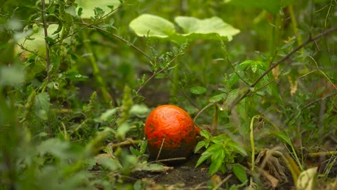 A small pumpkin grows in the garden. Pumpkin ripens on the ground on tops. Stock Footage 210882013