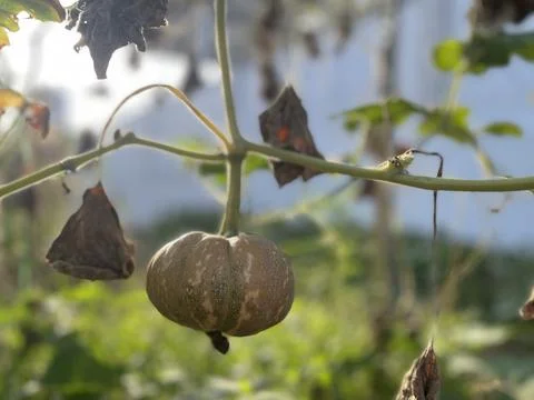 Small Pumpkin Hanging On Vine Under Sunlight In Garden Stock Photos