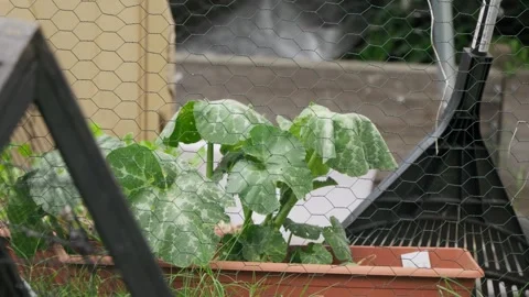 A small pumpkin patch grown in a container pot, in an old wire chicken coop. Vídeo Stock 346616034