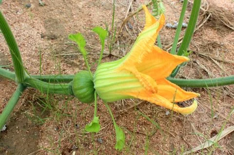 A small pumpkin Stock Photos