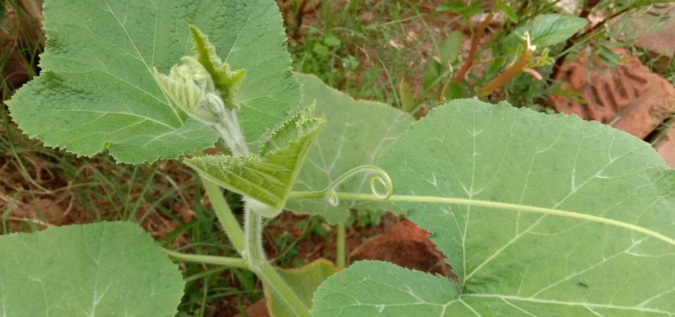 A small pumpkin sapling has been planted in the garden of the house Stock-Fotos