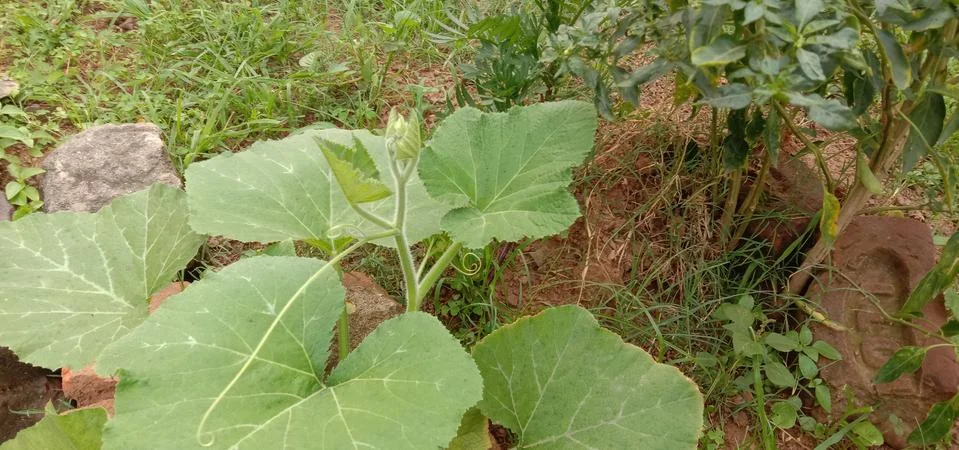 A small pumpkin sapling has been planted in the garden of the house Stock Photos