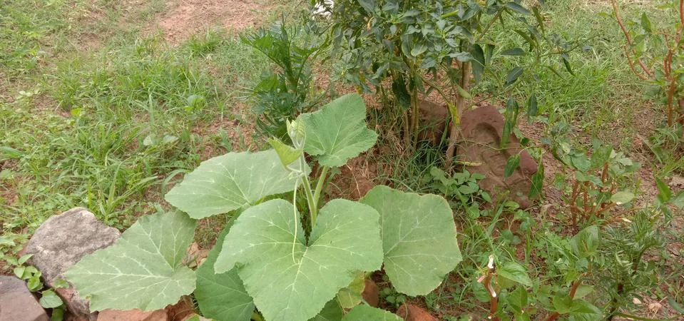 A small pumpkin sapling has been planted in the garden of the house Foto stock