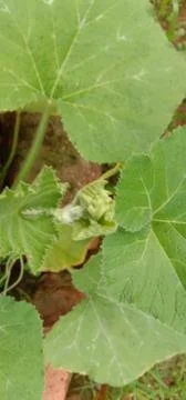 A small pumpkin sapling has been planted in the garden of the house Stock Photos