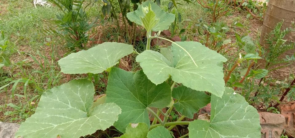 A small pumpkin sapling has been planted in the garden of the house Foto stock
