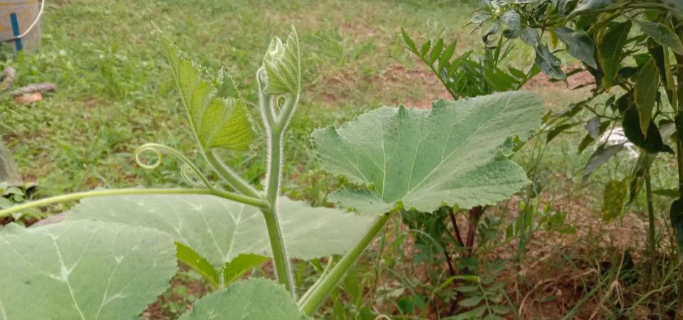 A small pumpkin sapling has been planted in the garden of the house Stock Photos