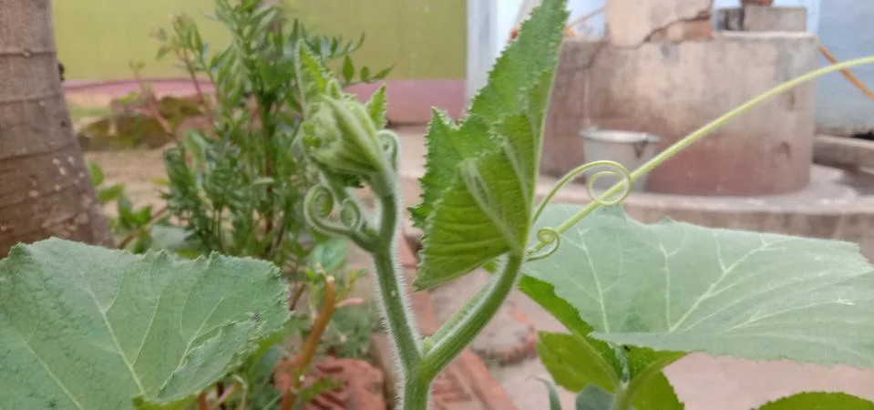 A small pumpkin sapling has been planted in the garden of the house Stock Photos