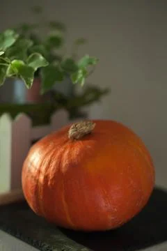 Small pumpkin white background Stock Photos