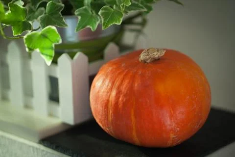 Small pumpkin white background Stock Photos