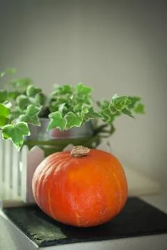 Small pumpkin white background Stock Photos