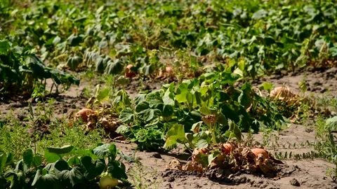 Small pumpkins grow in a farmer's field Stock-Footage 272298693