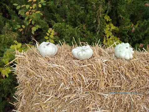 Small pumpkins on hay composition Stock Photos