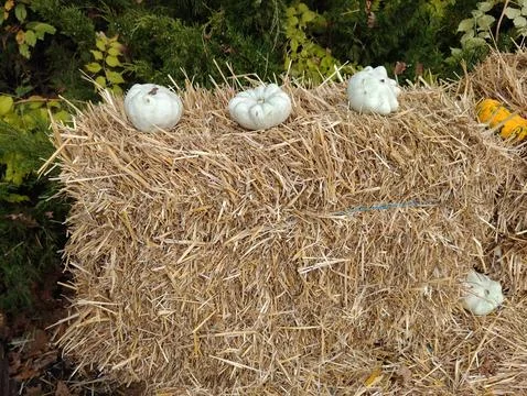 Small pumpkins on hay Stock Photos