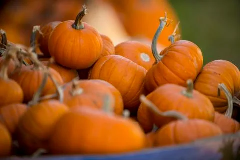 Small pumpkins Fotos Stock