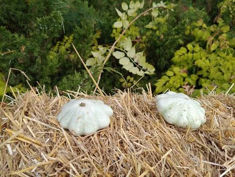 Small pumpkins Stock-Fotos