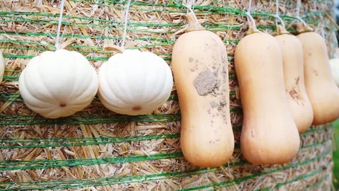 Small pumpkinss hung on a hay bale Stock Footage 118230918