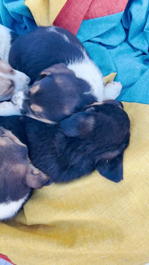 Small puppies warm themselves on a bed outside Stock Footage 264481180
